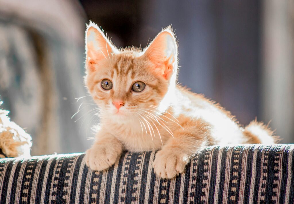 "Tesco Pet Insurance UK 2025"