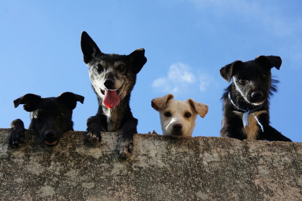 "Time-Limited Pet Insurance UK 2025"