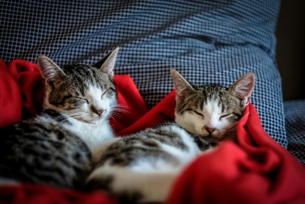 "Time-Limited Pet Insurance UK 2025"