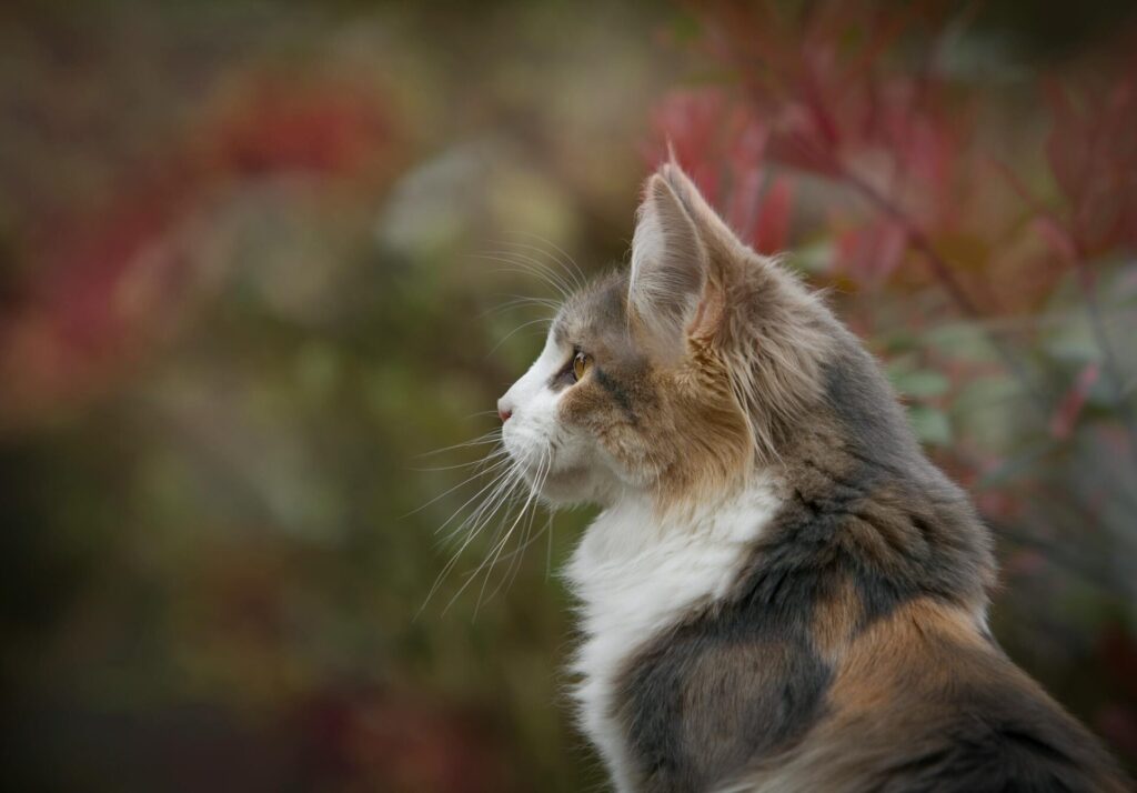 "Time-Limited Pet Insurance for Cats UK 2025"