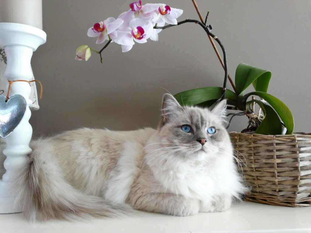 "Time-Limited Pet Insurance for Cats UK 2025"