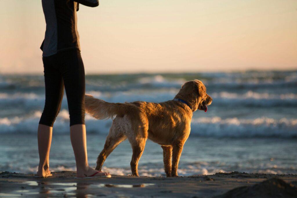 "Time-Limited Pet Insurance for Dogs UK 2025"