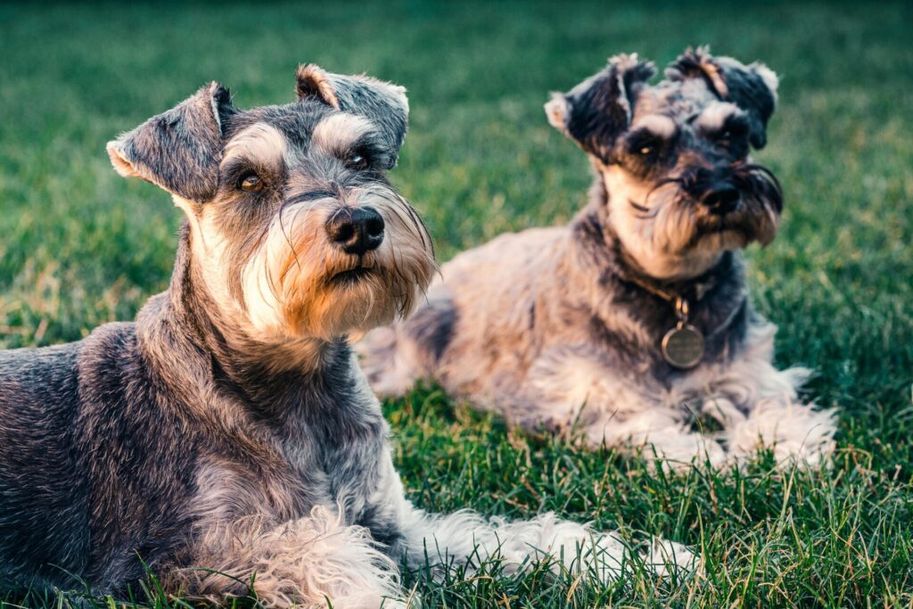 "Time-Limited Pet Insurance for Dogs UK 2025"