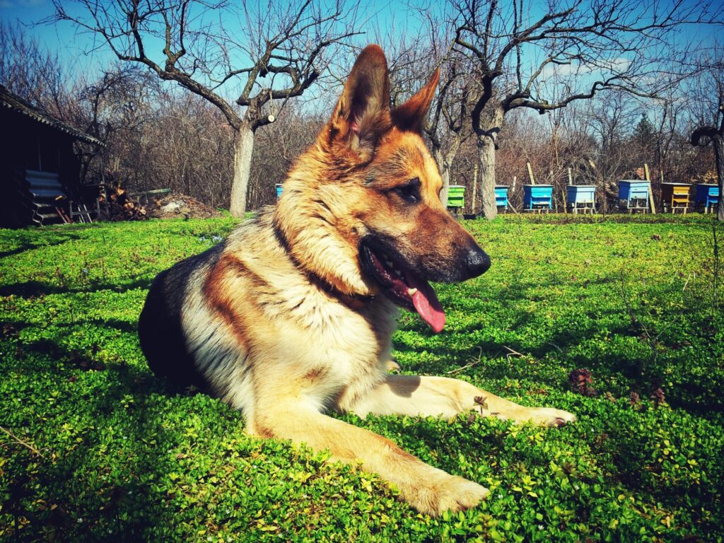 "Time-Limited Pet Insurance for Dogs UK 2025"