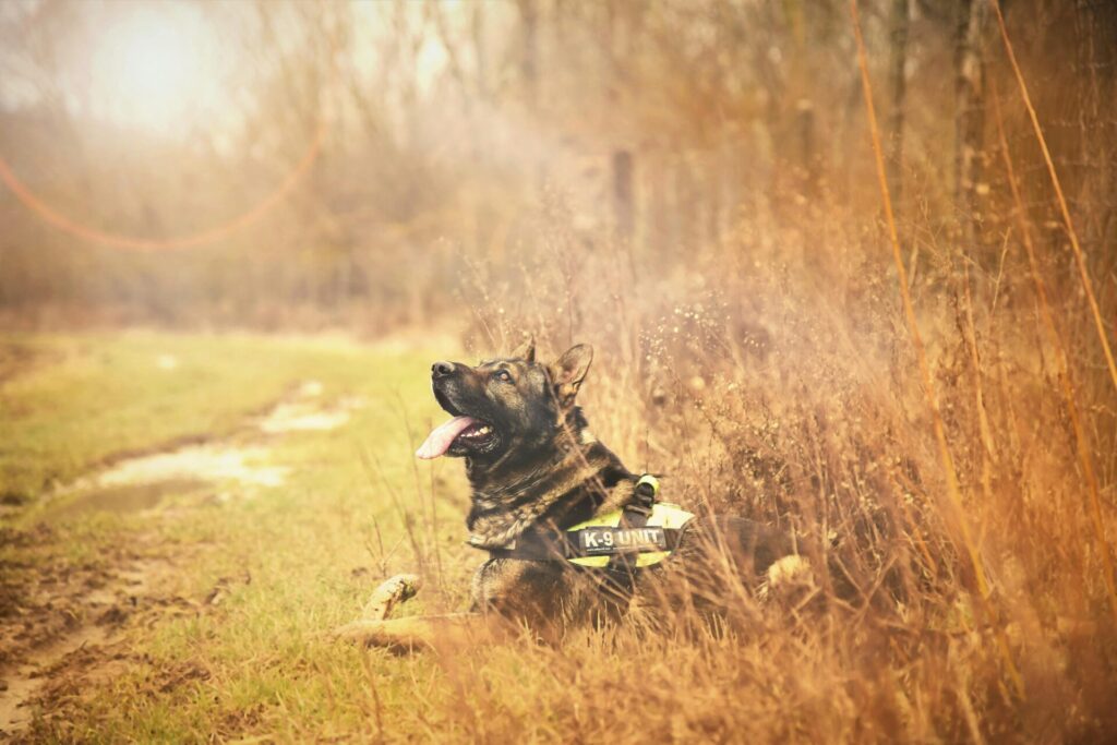 "Working Dog Pet Insurance UK 2025"