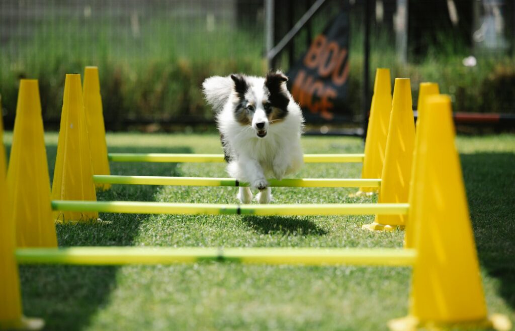 "Working Dog Pet Insurance UK 2025"