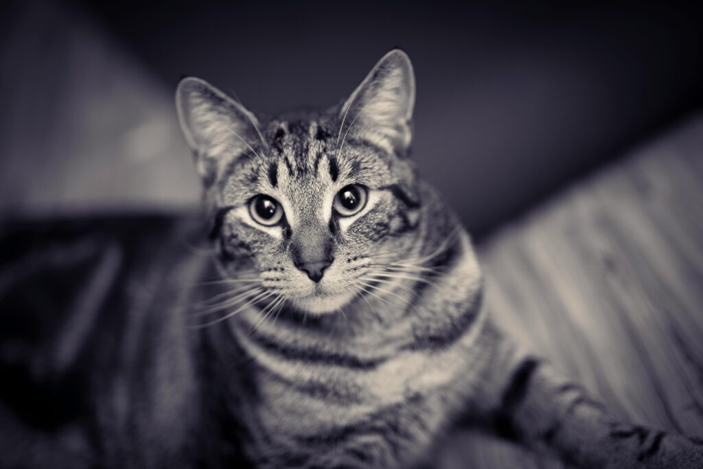 "Cat insurance for older cats UK 2025"