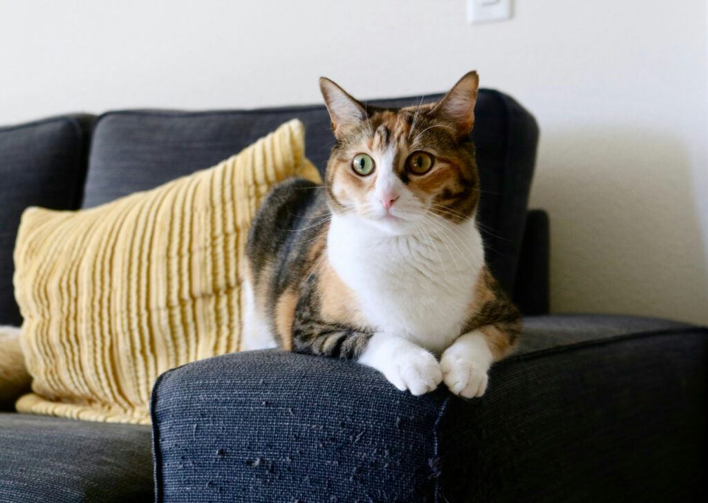 "Cat insurance for older cats UK 2025"