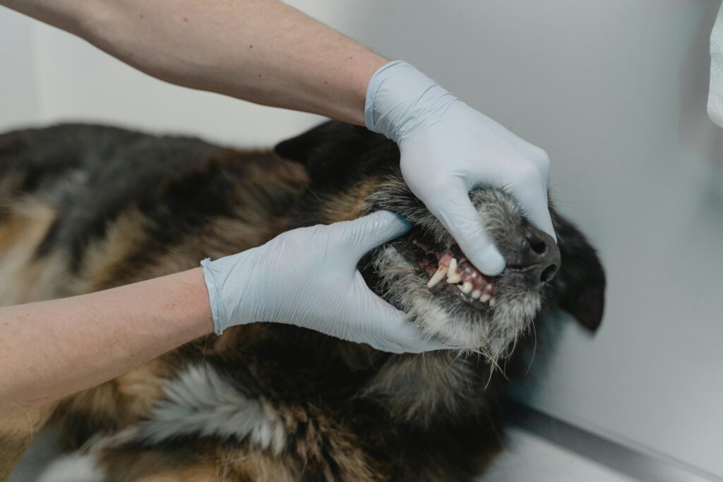 "Does Pet Insurance Cover Dental UK 2025?"