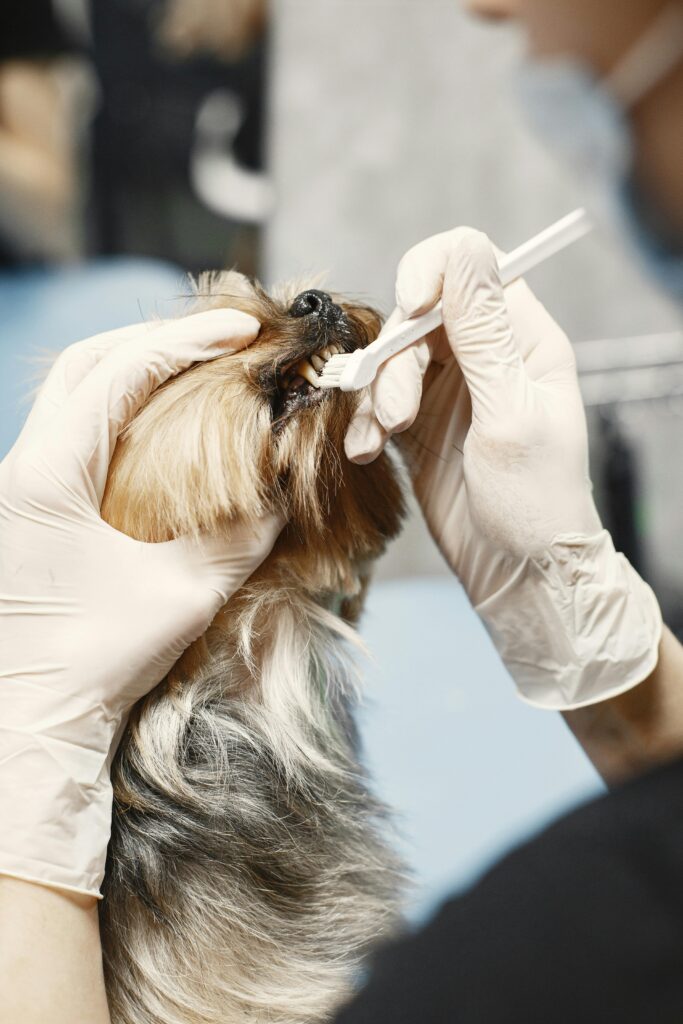 "Does Pet Insurance Cover Dental UK 2025?"