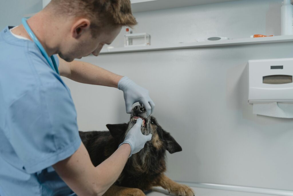 "Does Pet Insurance Cover Dental UK 2025?"