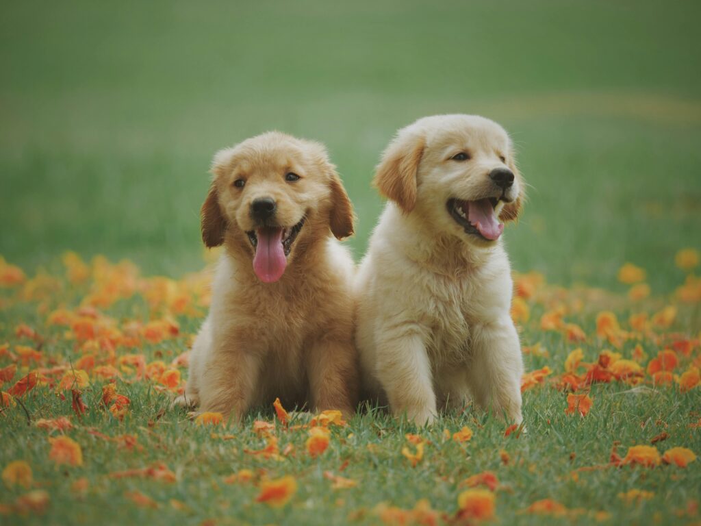 "Is pet insurance worth it UK 2025"