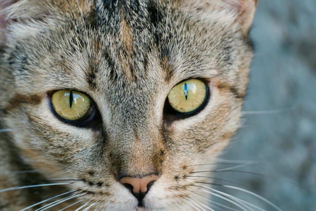 "Lifetime pet insurance UK 2025"