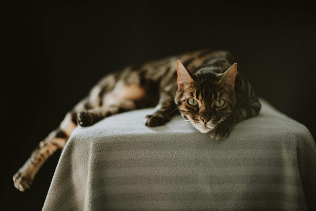 "Maximum Benefit Pet Insurance UK 2025"