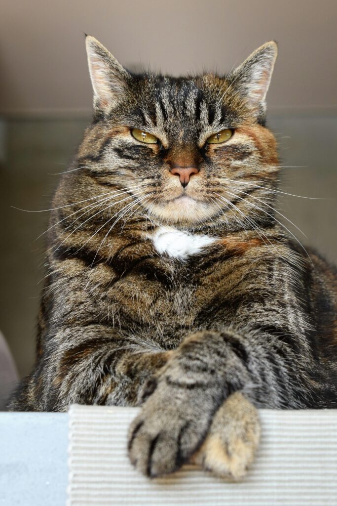 "Maximum Benefit Pet Insurance UK 2025"