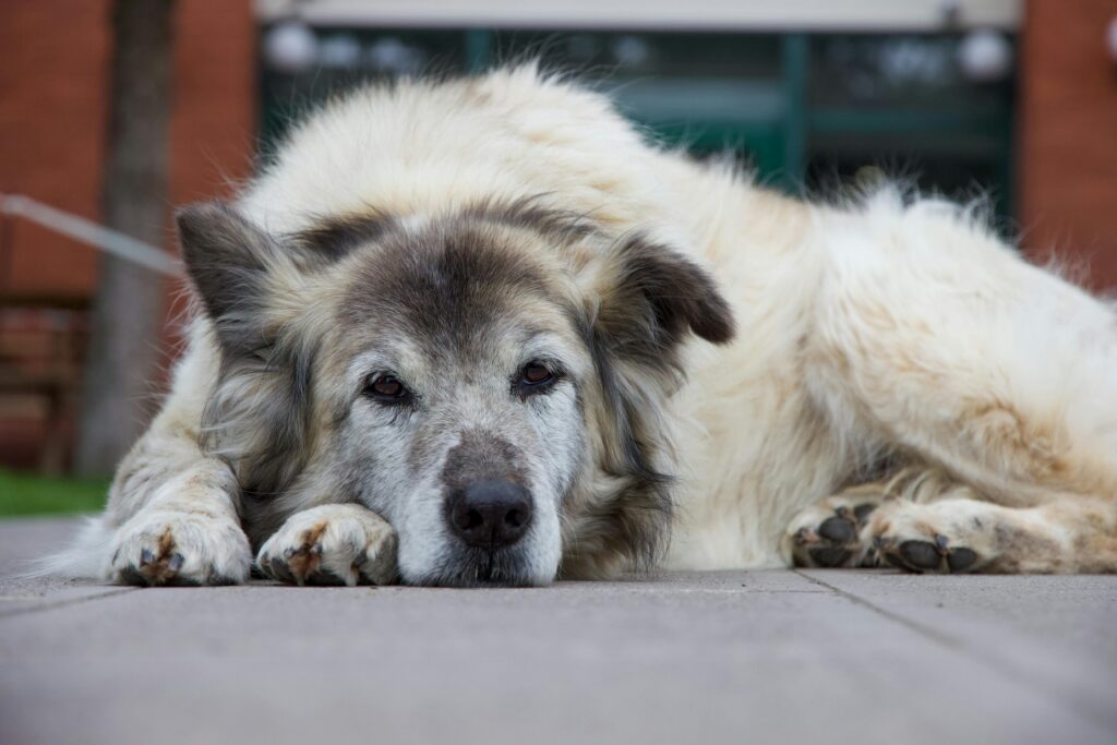 "Pet insurance for senior dogs and cats"