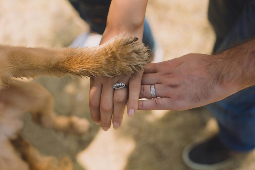 "Affordable Pet Insurance UK 2025"