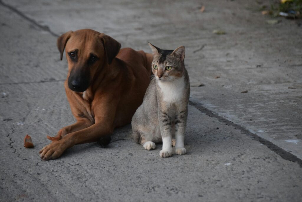 "Affordable Pet Insurance UK 2025"