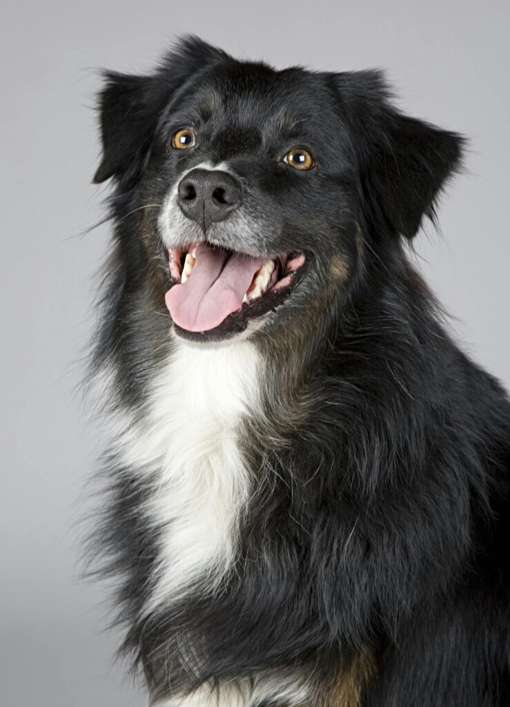 "Agria Pet Insurance Trustpilot Reviews UK 2025"
