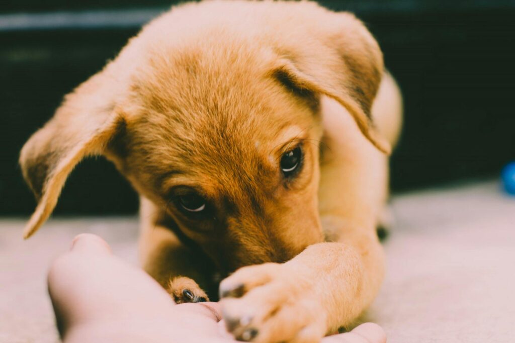 "Agria Pet Insurance Trustpilot Reviews UK 2025"
