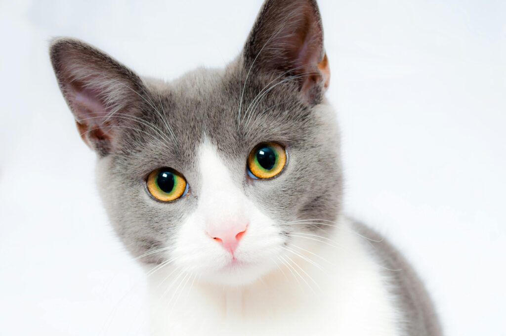 "Agria Pet Insurance Trustpilot Reviews UK 2025"