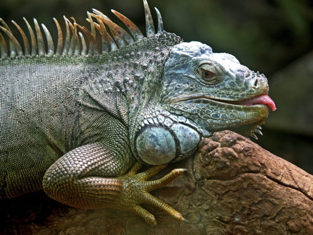 "Best Exotic Pet Insurance UK 2025"