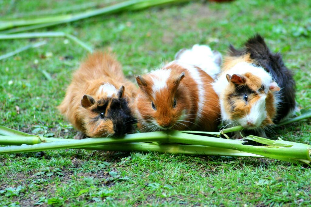 "Best Exotic Pet Insurance UK 2025"