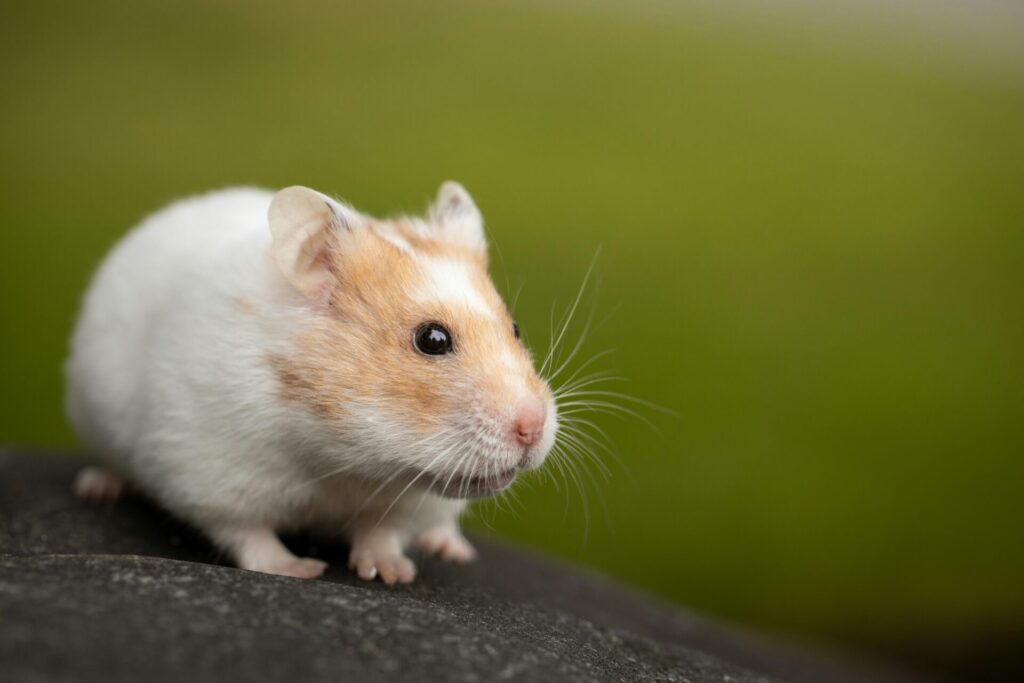 "Best Exotic Pet Insurance UK 2025"