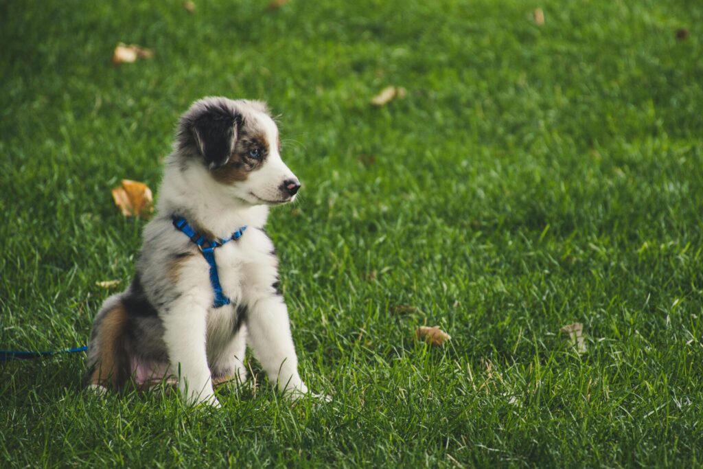 "Best Puppy Insurance UK 2025"