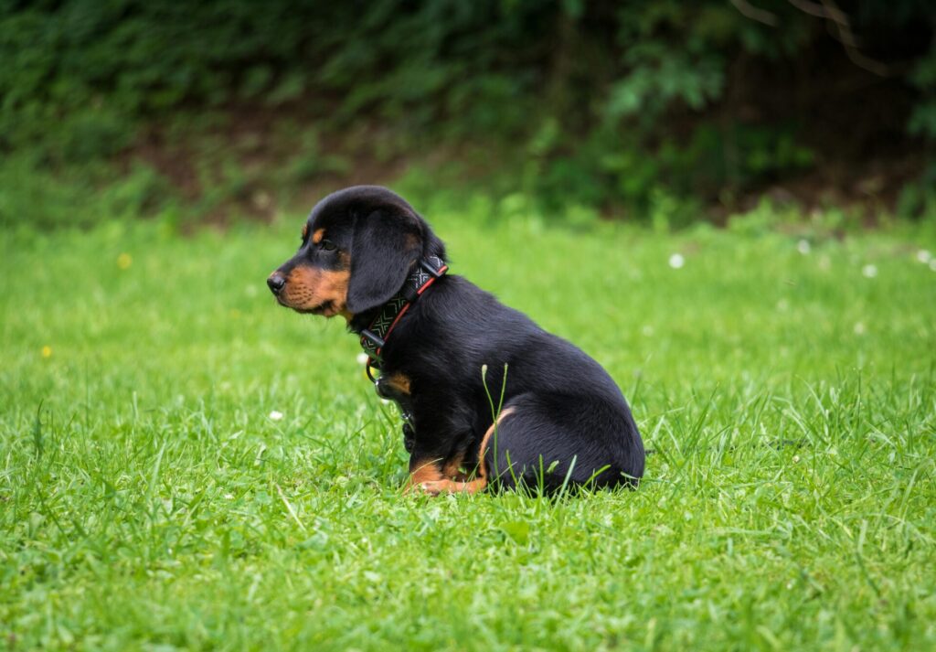 "Best Puppy Insurance UK 2025"