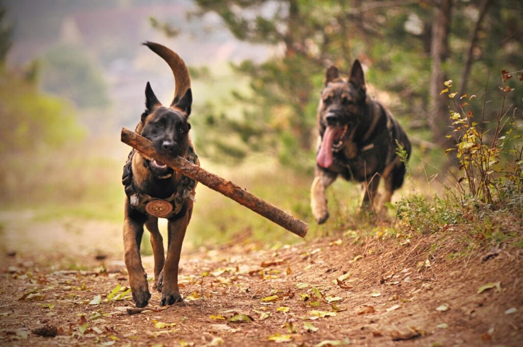 "Compare Pet Insurance Brands UK 2025"