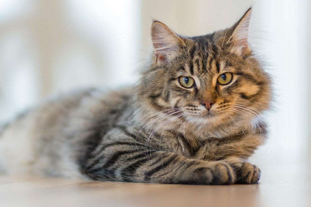 "Is lifetime pet insurance worth it in 2025?"