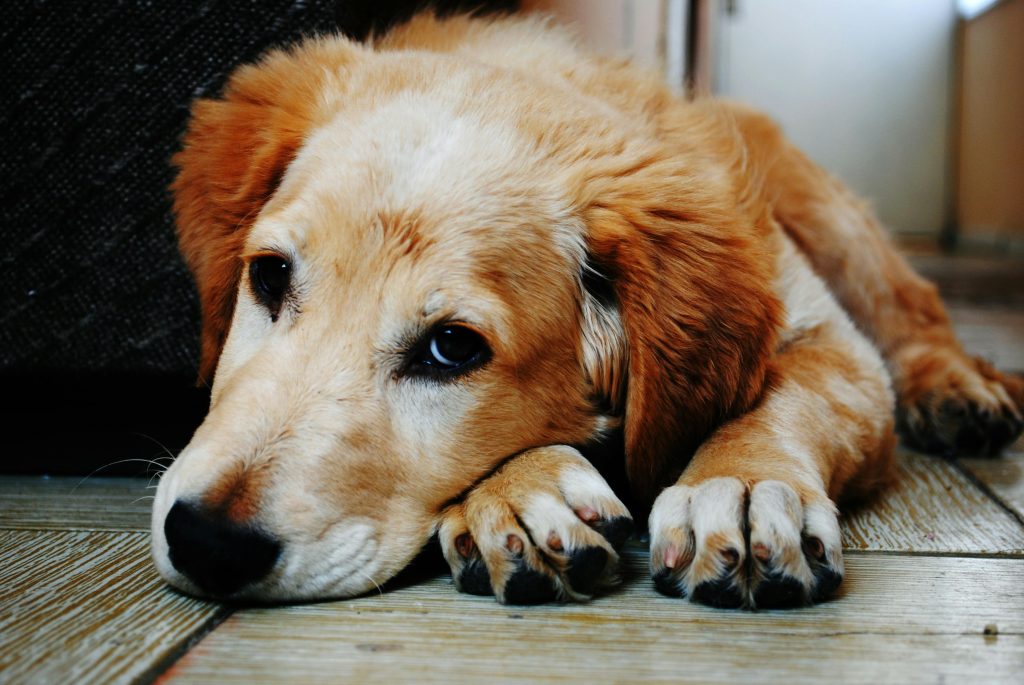"Is lifetime pet insurance worth it in 2025?"