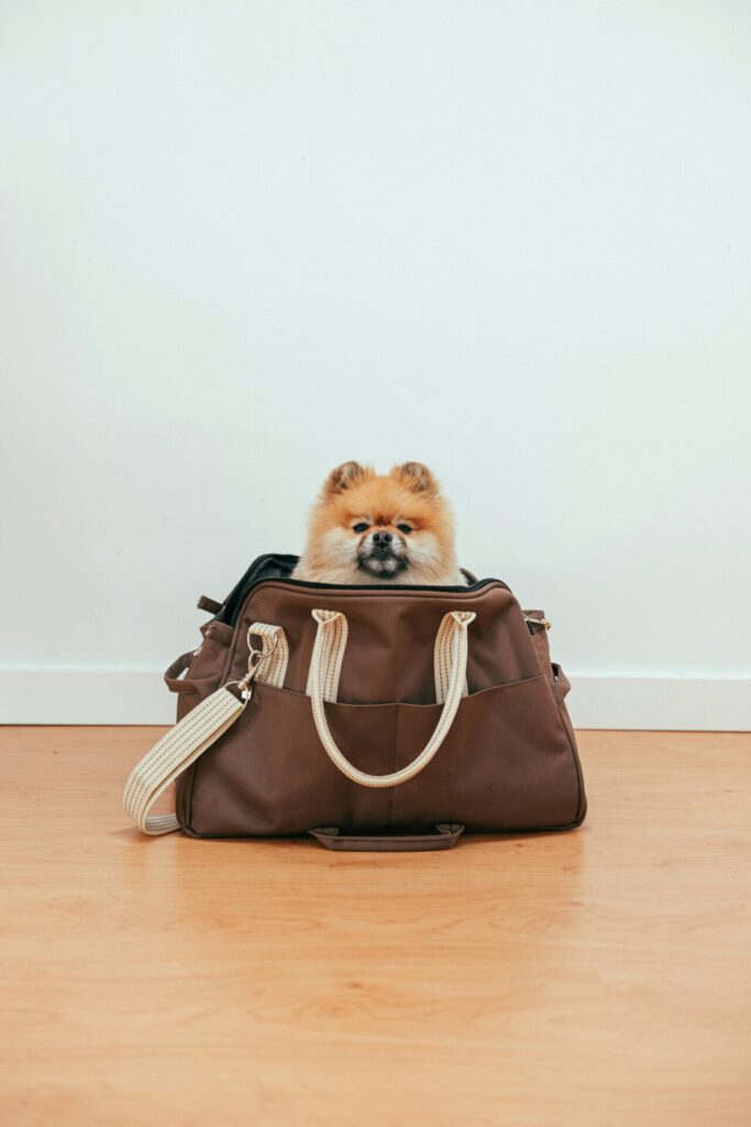 "Pet Insurance Add-Ons UK 2025"