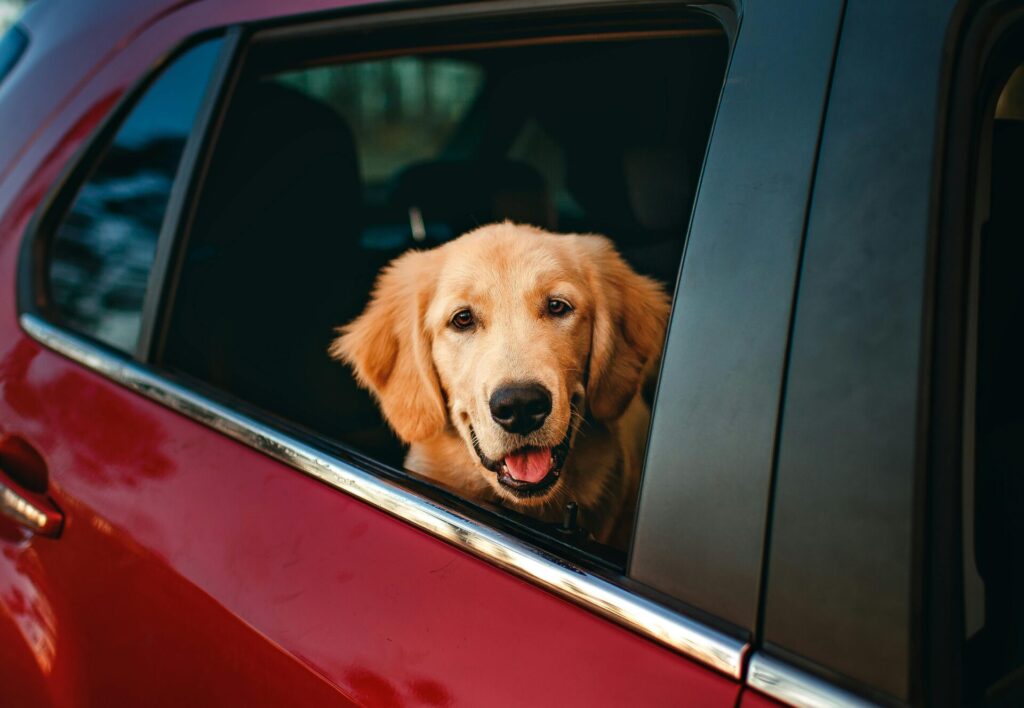"Pet Insurance Add-Ons UK 2025"