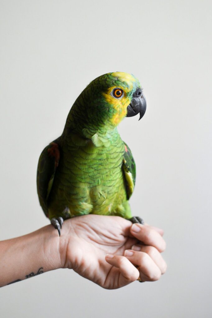"Pet Insurance for Birds UK 2025"