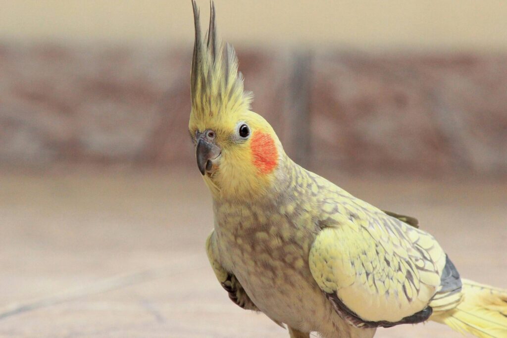 "Pet Insurance for Birds UK 2025"