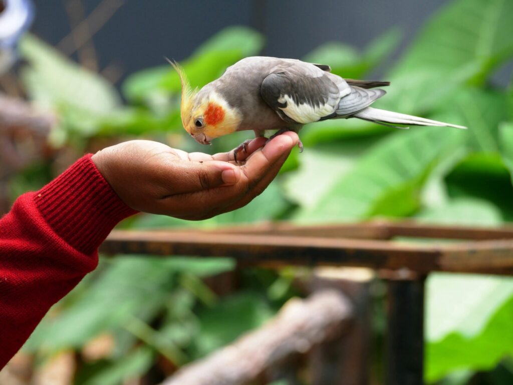 "Pet Insurance for Birds UK 2025"