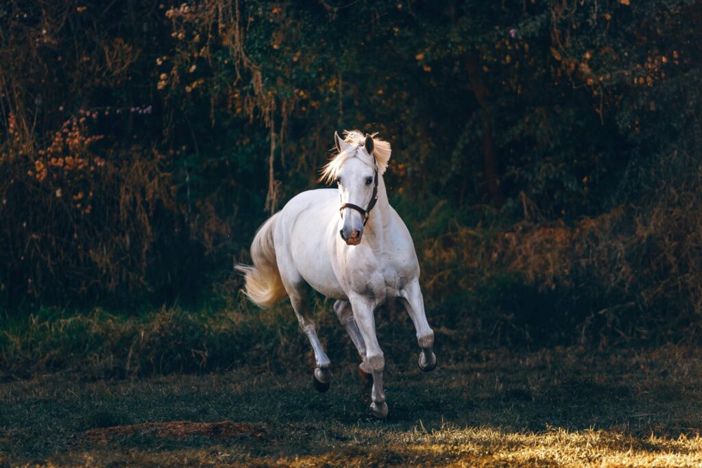 "Pet Insurance for Horses UK 2025"