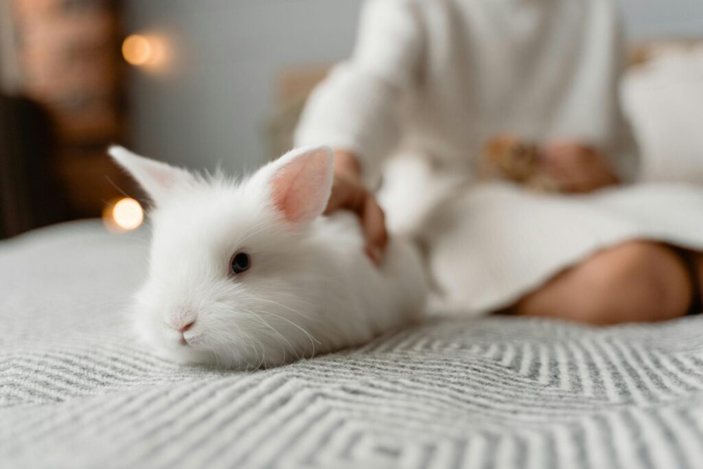 "Pet Insurance for Rabbits UK 2025"