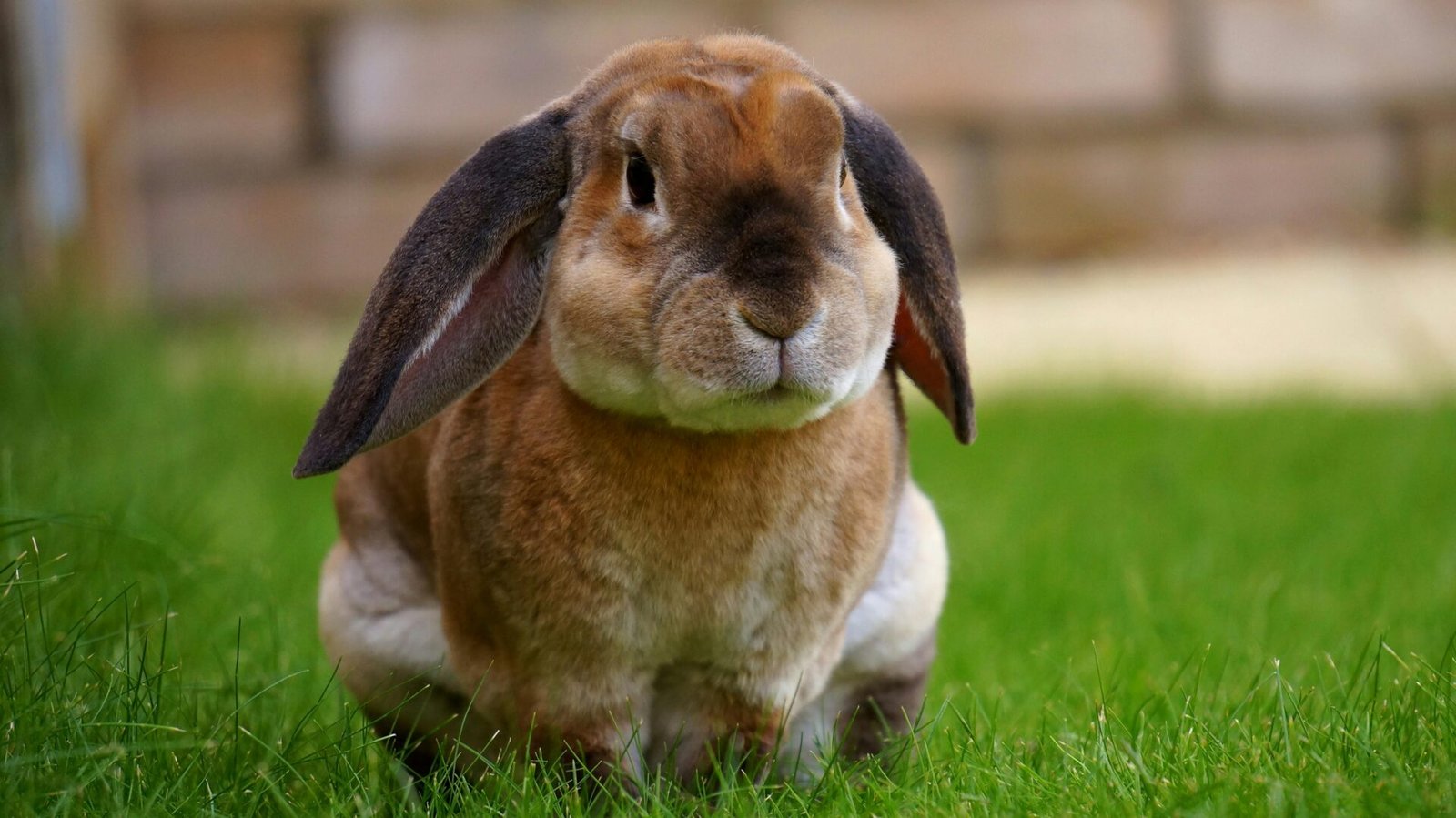Insurance Pet Rabbits Pet Insurance for Rabbits UK 2025 – Compare Small Pet Cover