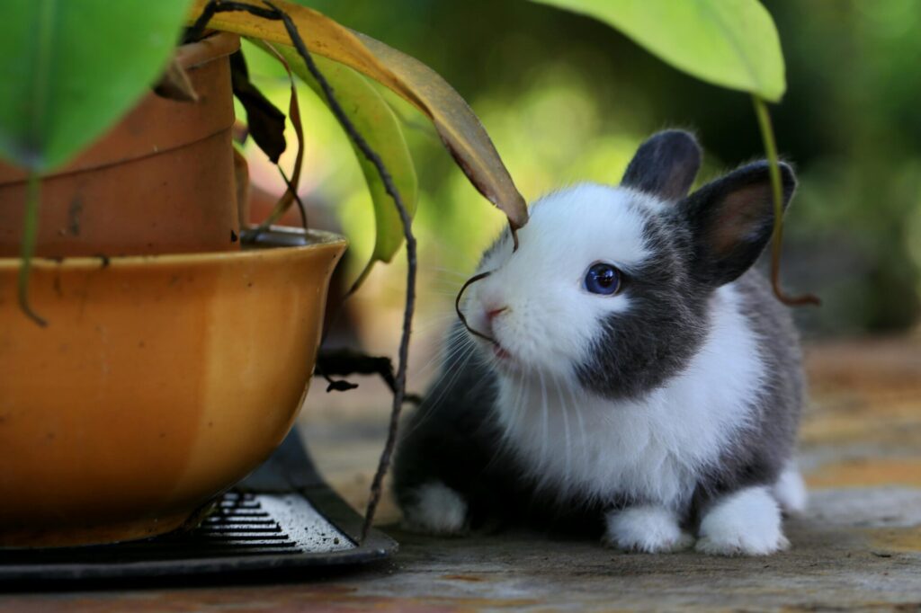"Pet Insurance for Rabbits UK 2025"