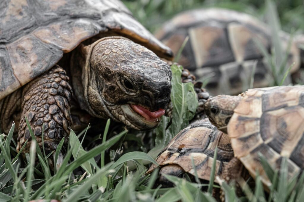 "Pet Insurance for Reptiles UK 2025"