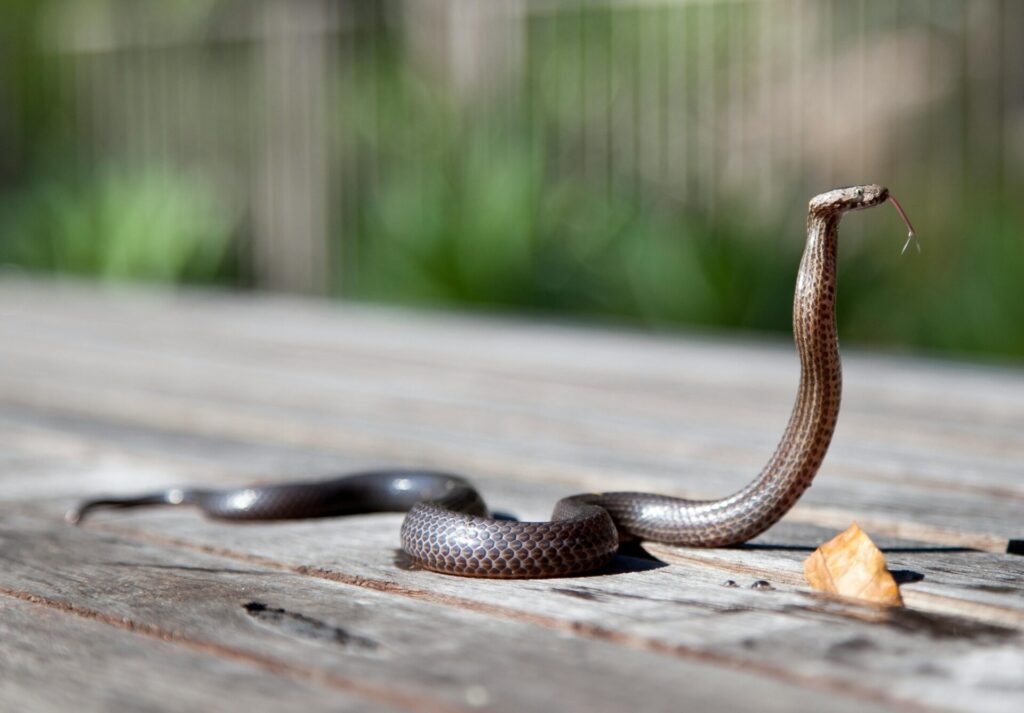 "Pet Insurance for Reptiles UK 2025"