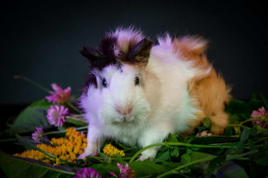 "Pet Insurance for Small Mammals UK 2025"