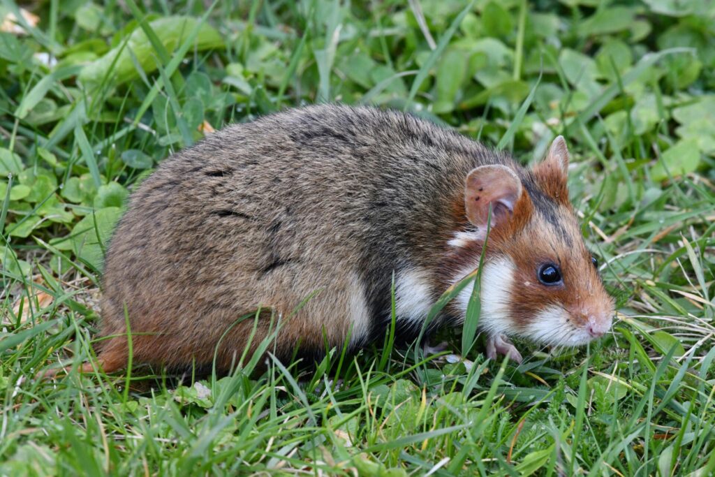 "Pet Insurance for Small Mammals UK 2025"