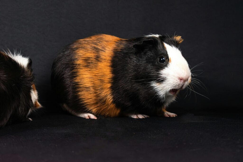 "Pet Insurance for Small Mammals UK 2025"