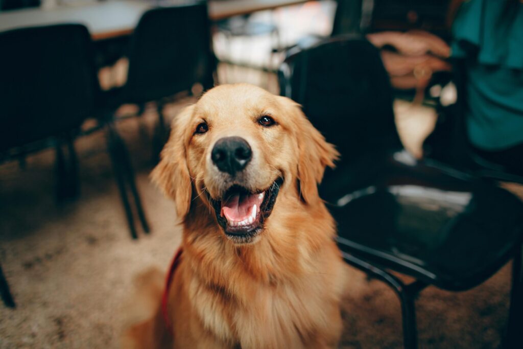 "petplan trustpilot reviews uk 2025"