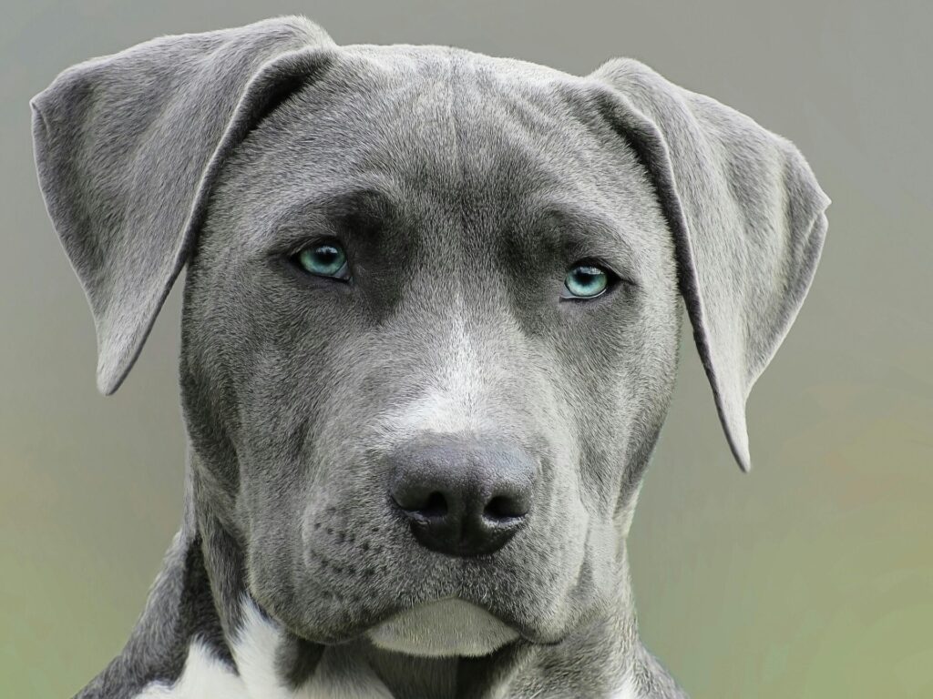 "Routine Care Pet Insurance for Dogs UK 2025"