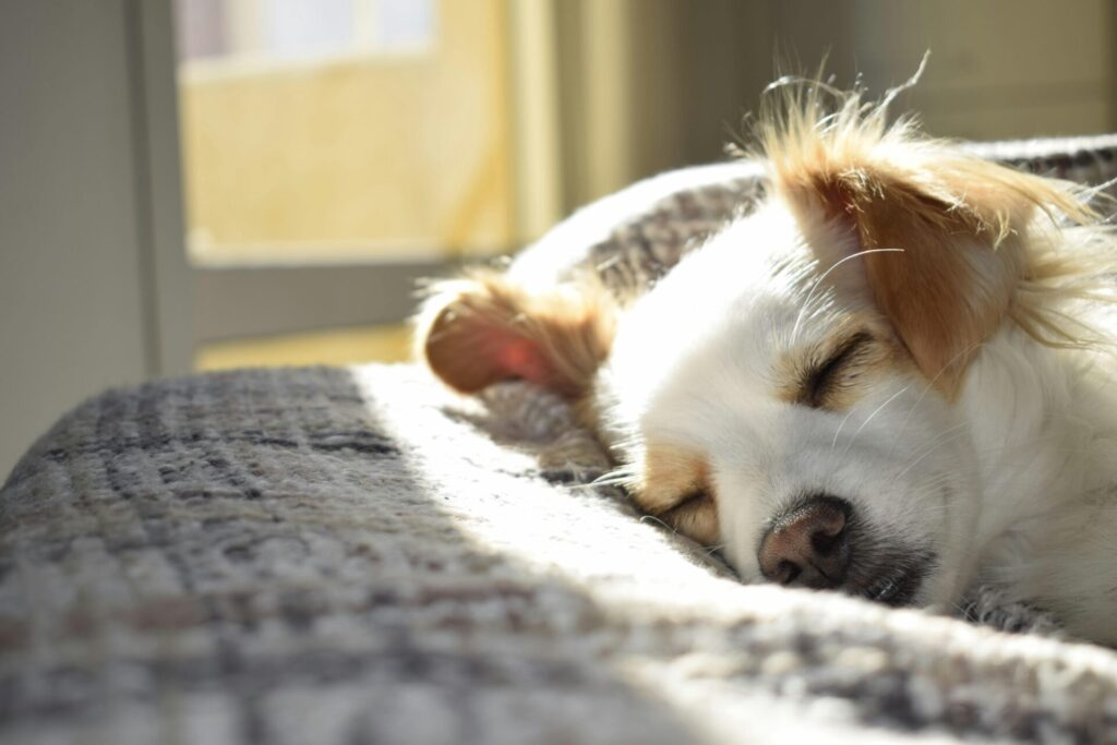 "Routine Care Pet Insurance for Dogs UK 2025"
